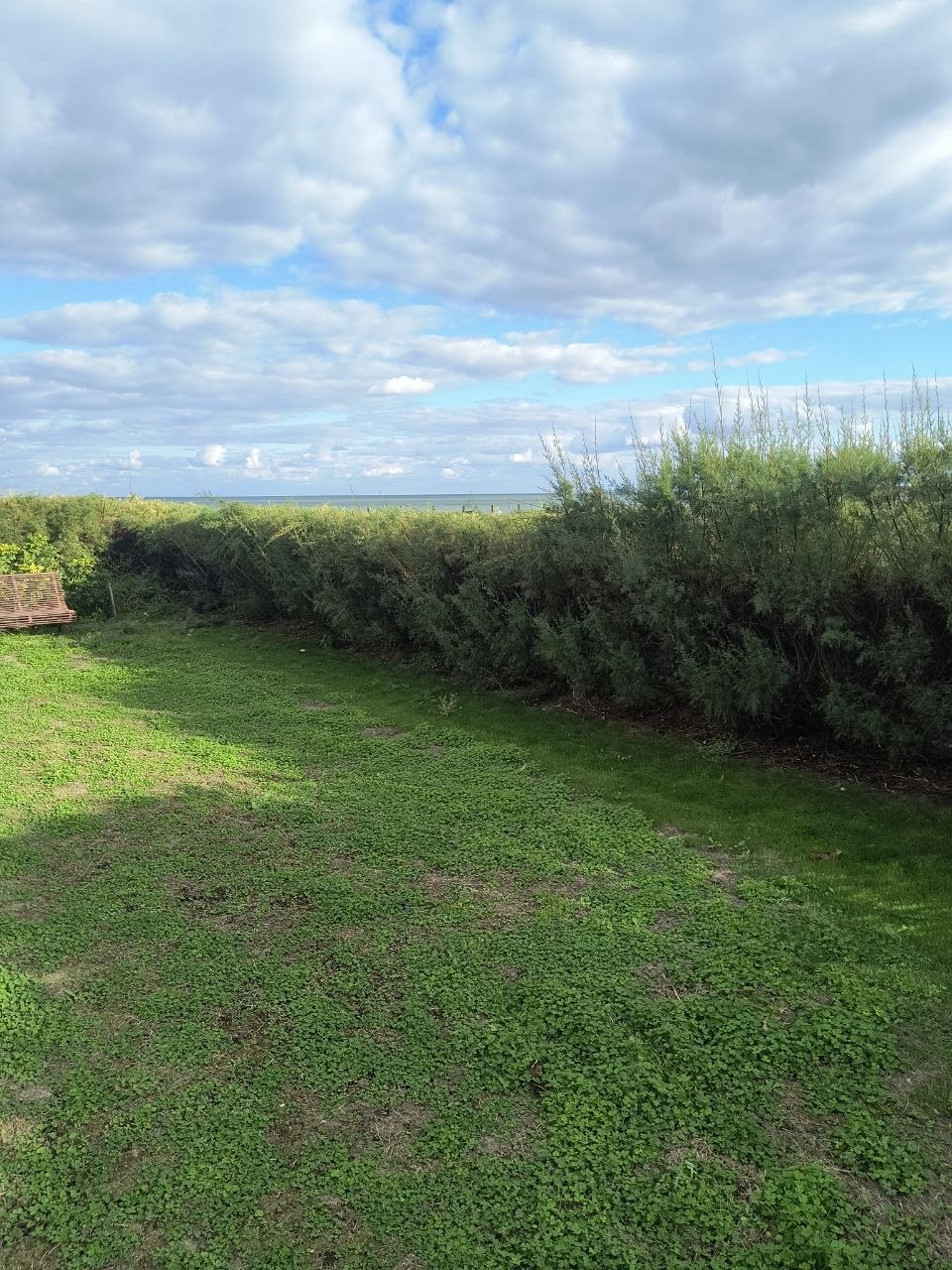 A long tamarisk hedge trimmed level along the edge of a clover lawn, with the sea and a cloudy sky beyond