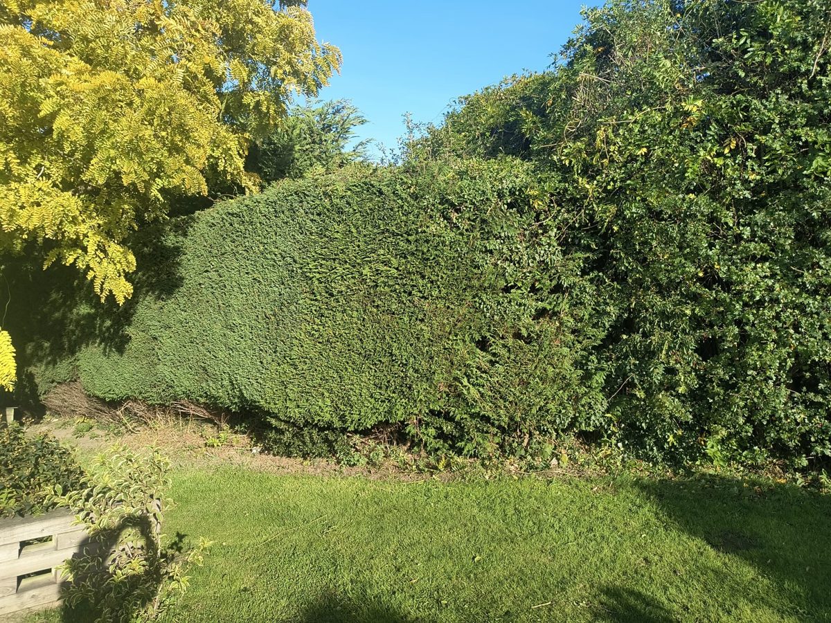 A leylandii hedge cut square on the left and a mixed boundary full of climbers on the right, beside a lawn