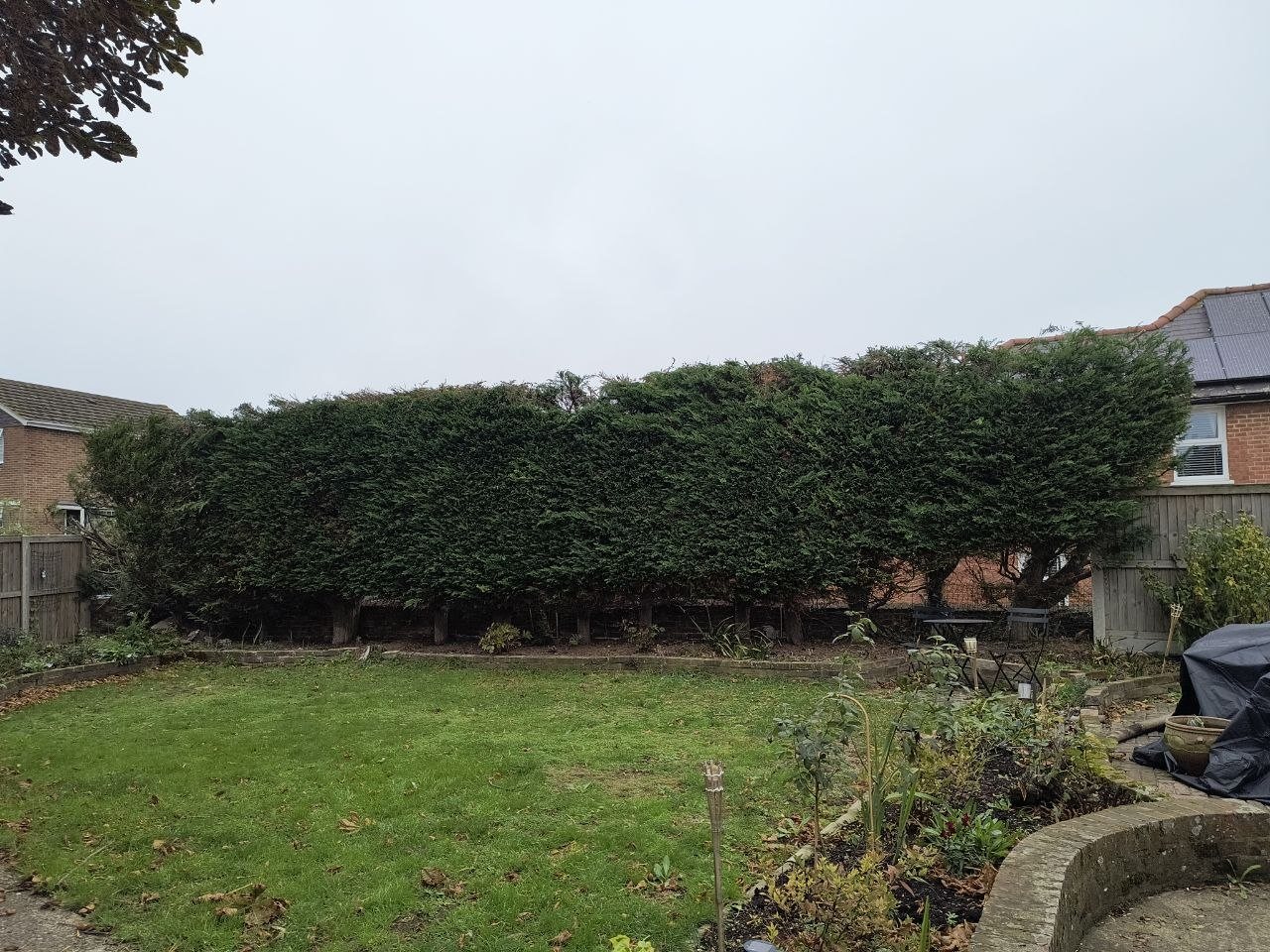 A long, tall conifer hedge along the back of a garden, trimmed with clean sides and a level top, with a lawn and borders in front