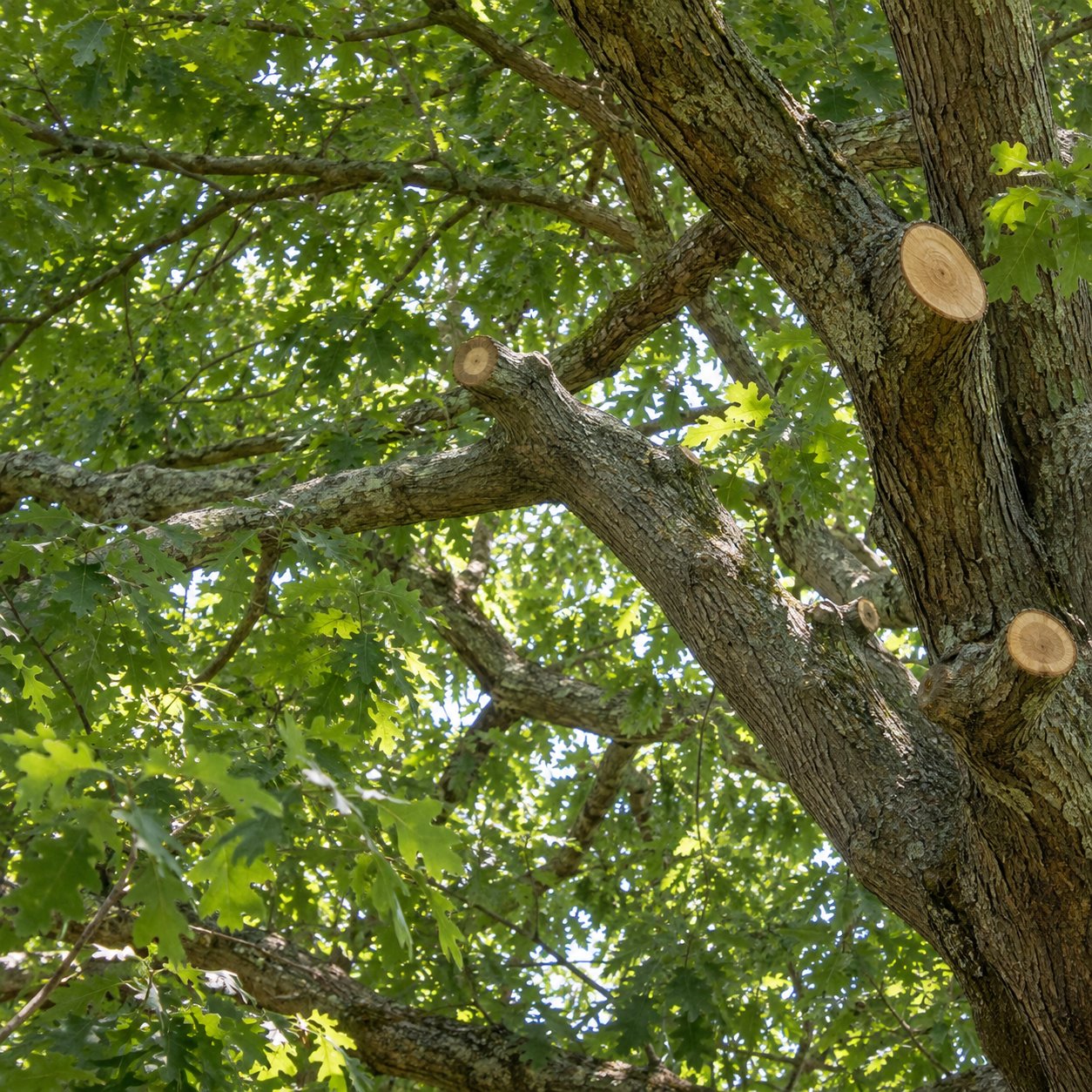 Arborist crown-reduction pruning on a mature tree